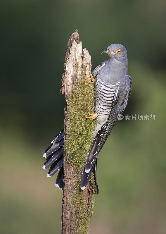 雄性杜鹃(Cuculus canorus)